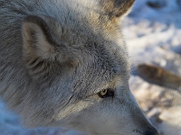 Arctic Wolf 023